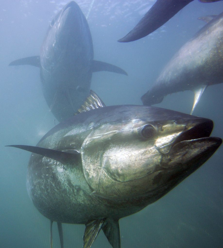 Rum Bum | pacific-bluefin-tuna-will-not-be-listed-as-endangered